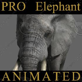 PRO Elephant ANIMATED
